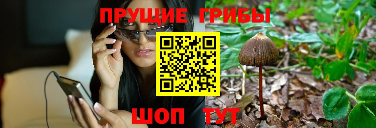 Галлюциногенные грибы Psilocybine cubensis Нижневартовск